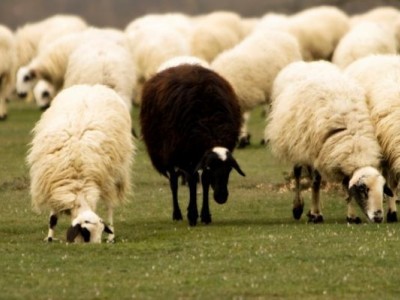 What kind of sheep are your customers?